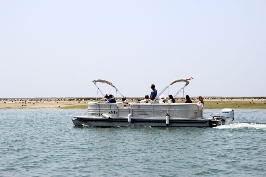 From Faro: 2-Hour Guided Bird Watching Boat Trip - Sailing back to Faro, what to watch for on the return