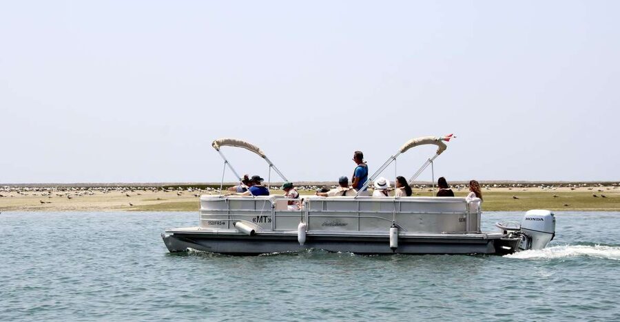 From Faro: 2-Hour Guided Bird Watching Boat Trip - Bird spotting tips that actually help (not just “bring binoculars”)
