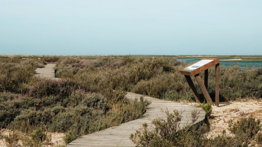 From Faro: Catamaran Boat Trip to Deserta Island with Stop - Price and value at about $11, what’s included versus what you pay for