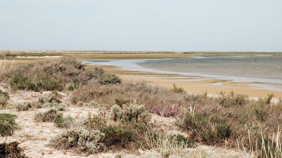 From Faro: Catamaran Boat Trip to Deserta Island with Stop - Who this catamaran stop suits best, and who might want a different plan