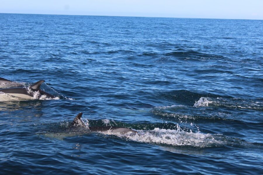 From Faro: Dolphin Watching & 2 Islands Tour - Meeting at Cais da Porta Nova, What You Need for a 4-Hour Day