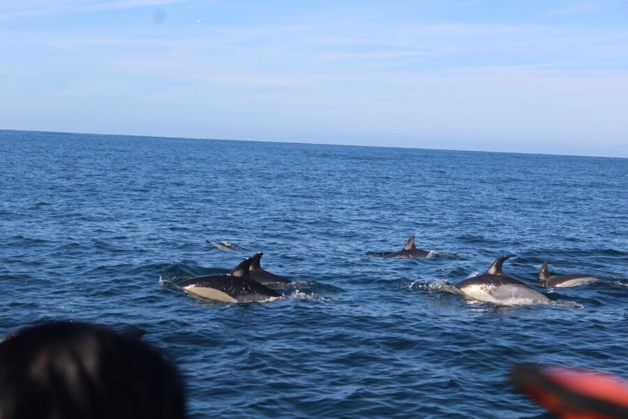 From Faro: Dolphin Watching & 2 Islands Tour - Ilha do Farol: Lighthouse Village Views and a Slow Walk