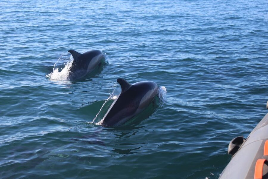From Faro: Dolphin Watching & 2 Islands Tour - Ilha Deserta Beach Time: Swim, Relax, and Use Your Mask