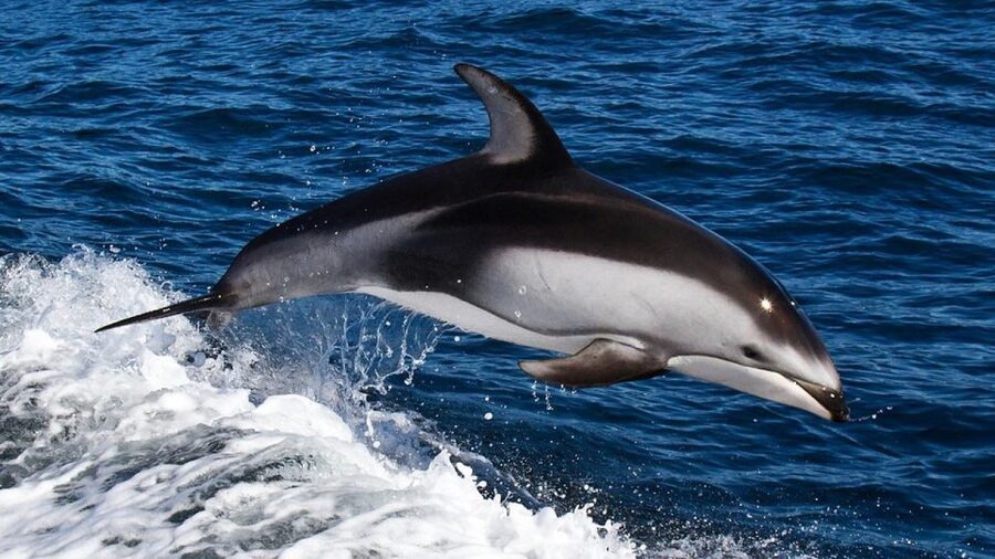 From Faro: Dolphin Watching & 2 Islands Tour - Price and Value: What $70 Buys in 4 Hours