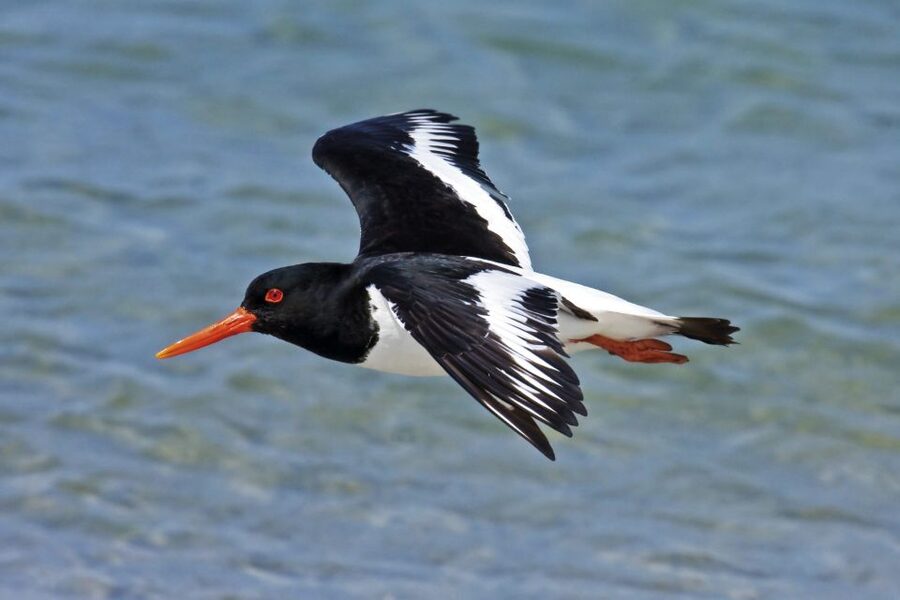 From Faro: Ria Formosa Eco Tour guided by Marine Biologist - Should you book From Faro to Ria Formosa and Ilha Deserta?