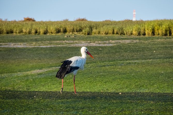 From Faro: Ria Formosa Eco Tour guided by Marine Biologist - Timing from Faro: departure, duration, and weather reality
