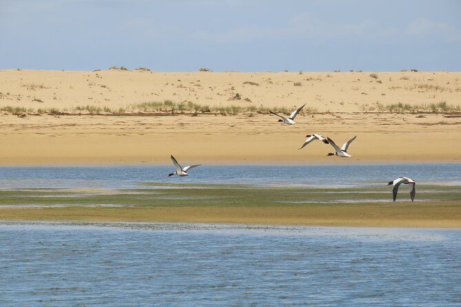 From Faro: Ria Formosa Eco Tour guided by Marine Biologist - What to bring for comfort on Isla Deserta