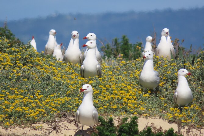 From Faro: Ria Formosa Eco Tour guided by Marine Biologist - Who should book this Ria Formosa eco tour to Ilha Deserta