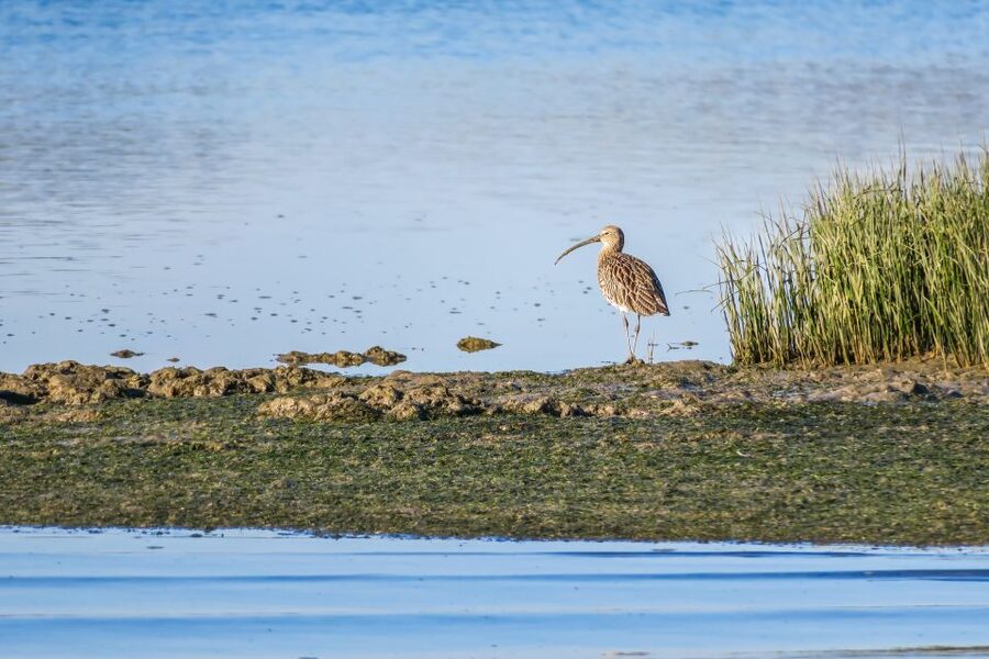 From Faro: Ria Formosa Eco Tour guided by Marine Biologist - What I would watch out for before you book
