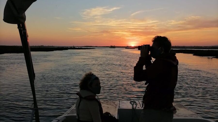From Faro: Ria Formosa Sunset Boat Trip - Wildlife spotting: birds, and the chance for bigger surprises