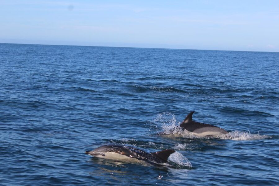 From Faro: Wildlife and Dolphin-Watching Speedboat Tour - Key things to know before you go