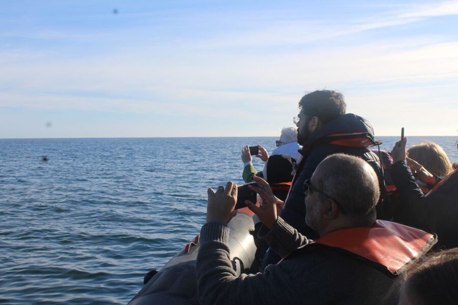 From Faro: Wildlife and Dolphin-Watching Speedboat Tour - Faro Dolphin-Watching and Ria Formosa: the “why” behind this tour