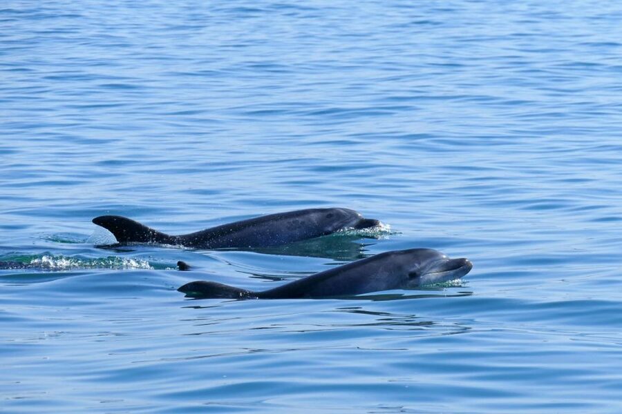 From Faro: Wildlife and Dolphin-Watching Speedboat Tour - Parque Natural da Ria Formosa stop: birds, waterways, and a living shoreline
