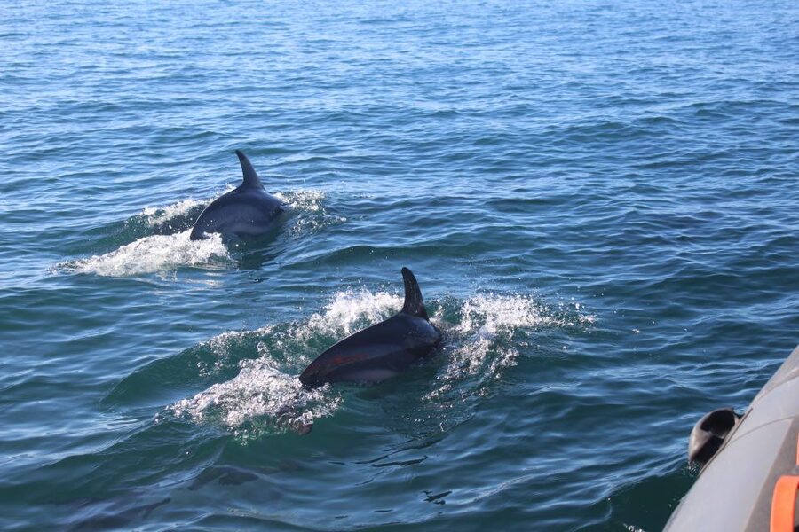 From Faro: Wildlife and Dolphin-Watching Speedboat Tour - The dolphin-watching window: what you’re really paying for