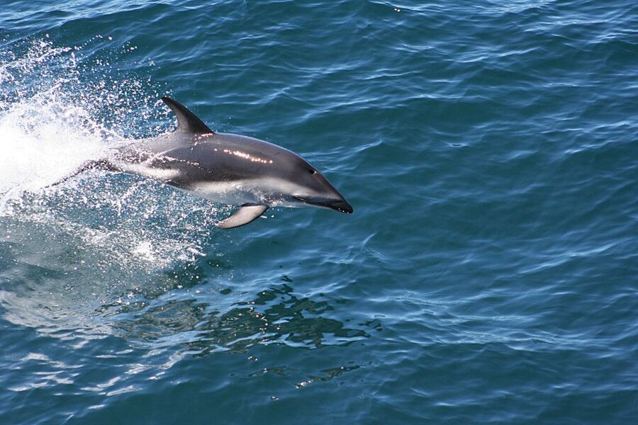 From Faro: Wildlife and Dolphin-Watching Speedboat Tour - Learning onboard: marine biologist talks and real question time