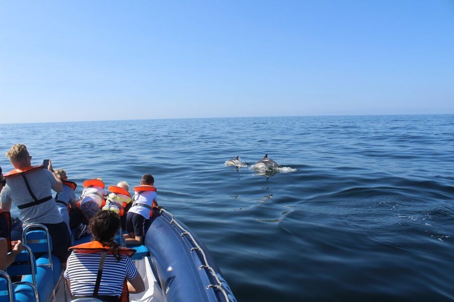 From Lagos: Dolphin Watching Boat Trip w/Marine Biologists - Key things to know before you go