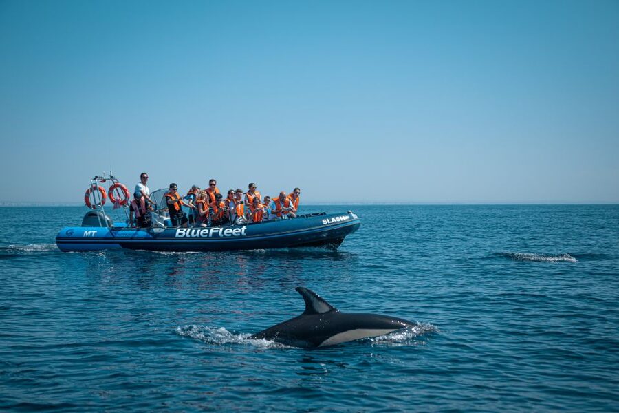 From Lagos: Dolphin Watching Boat Trip w/Marine Biologists - Safety briefing, life jackets, and what the rules mean in real life