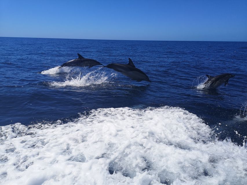 From Lagos: Dolphin Watching Boat Trip w/Marine Biologists - Into the Atlantic on a RIB: speed, comfort, and better odds