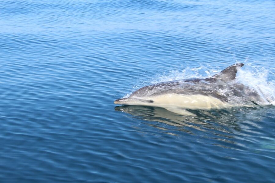 From Lagos: Dolphin Watching Boat Trip w/Marine Biologists - Ethical dolphin watching: distance, patience, and why it creates better photos