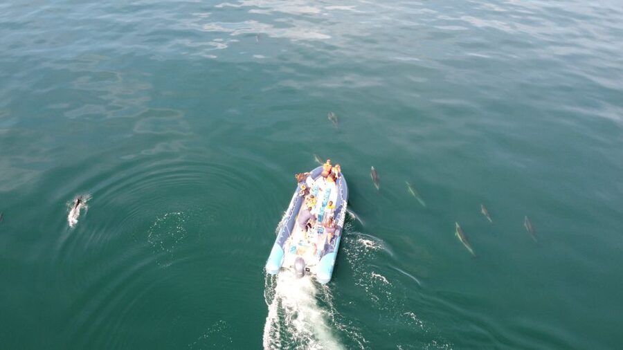 From Lagos: Dolphin Watching Boat Trip w/Marine Biologists - How long you’ll be out, and what the “hunt” portion feels like