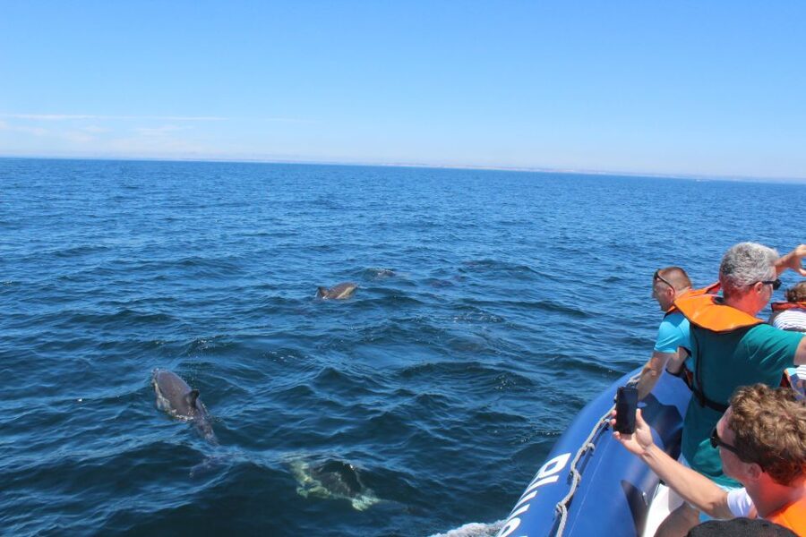 From Lagos: Dolphin Watching Boat Trip w/Marine Biologists - What else you might spot besides dolphins