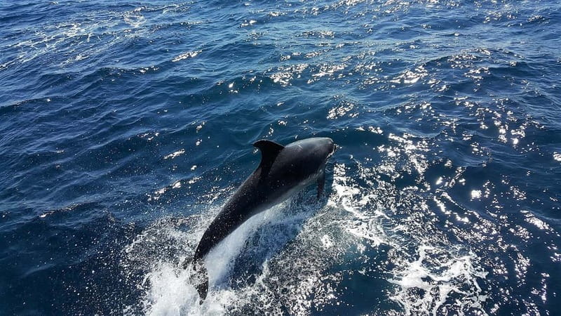 From Lagos: Dolphin Watching Catamaran Cruise - The Algarve coast cruise: beaches you pass, cliff views you can frame