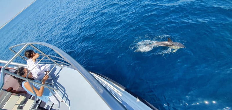 From Lagos: Dolphin Watching Catamaran Cruise - Price and value for $47 in 1.5 hours