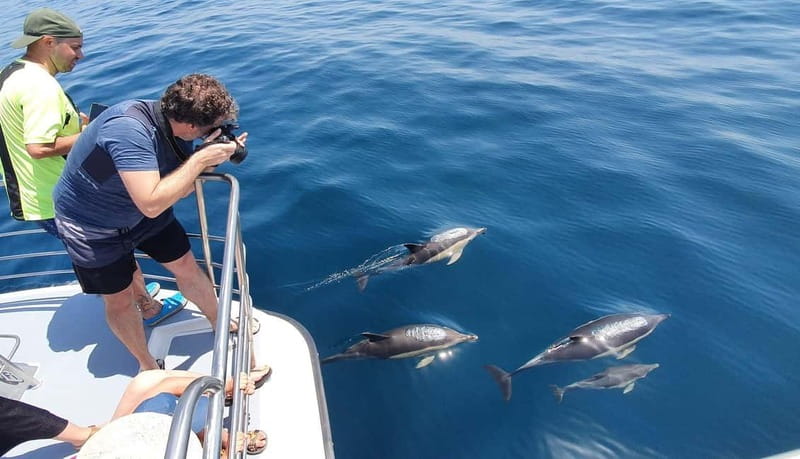 From Lagos: Dolphin Watching Catamaran Cruise - Who this Lagos dolphin cruise suits best