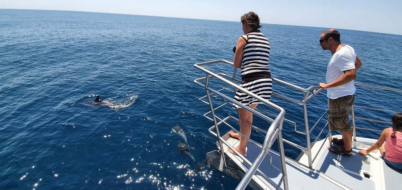 From Lagos: Dolphin Watching Catamaran Cruise - Should you book this cruise, yes or no?