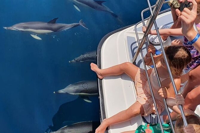 From Lagos: Dolphin Watching Cruise on a Catamaran - Wildlife Spotting: How Dolphins and Whales Fit In