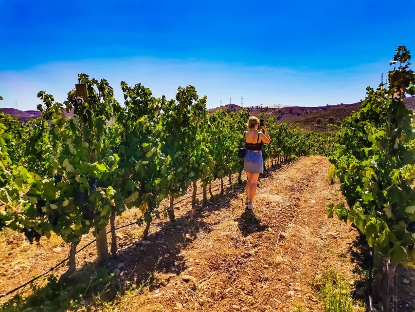 From Lagos: Small-Group 4-Hour Wine Tasting Tour - Practical tips so your afternoon feels effortless