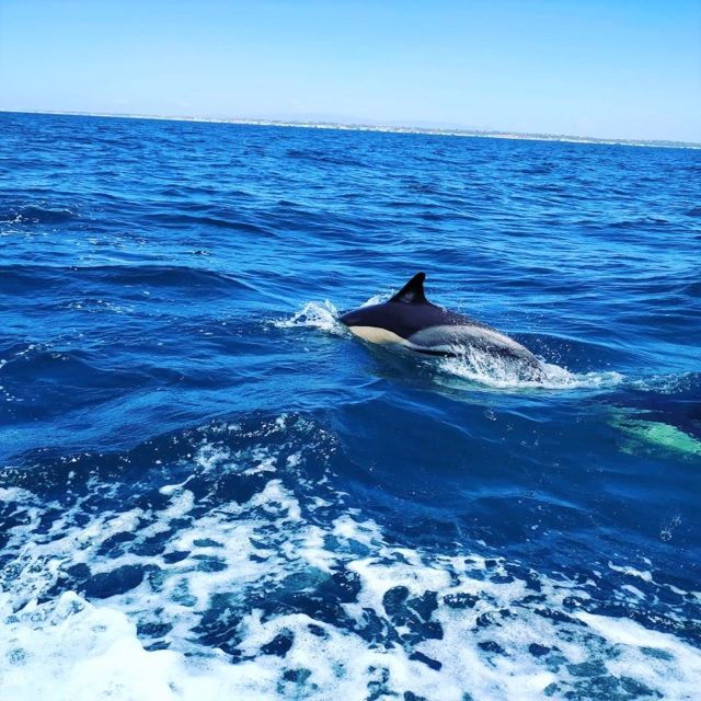 From Vilamoura: 2.5-Hour Benagil Cave and Dolphins Boat Tour - Key reasons this Benagil and dolphins tour is worth your time