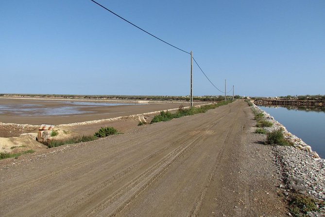 Half-day birdwatching around Tavira - How half-day birdwatching around Tavira stays worth the time