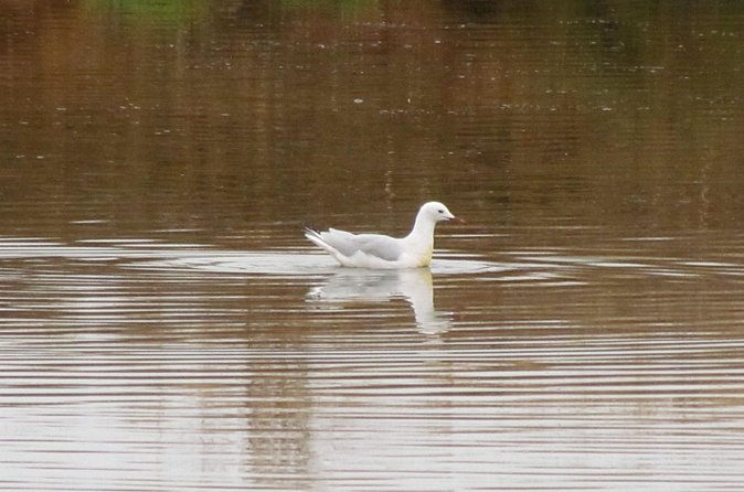 Half-day birdwatching around Tavira - The telescope and private transport: why included gear makes a difference