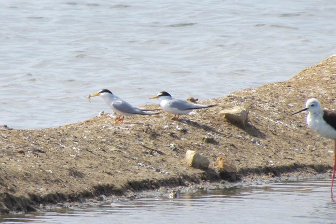 Half-day birdwatching around Tavira - What you might see near Tavira: waders, gulls, terns, and surprises