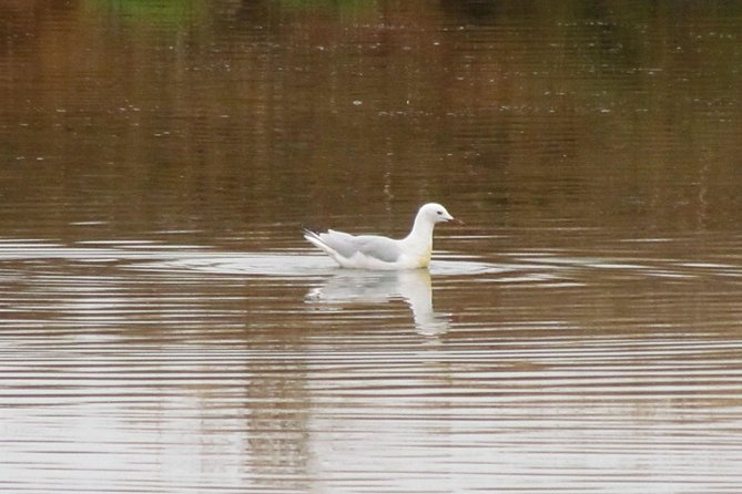 Half-day birdwatching around Tavira - English-led guidance, small-group pacing, and how to get the most out of it