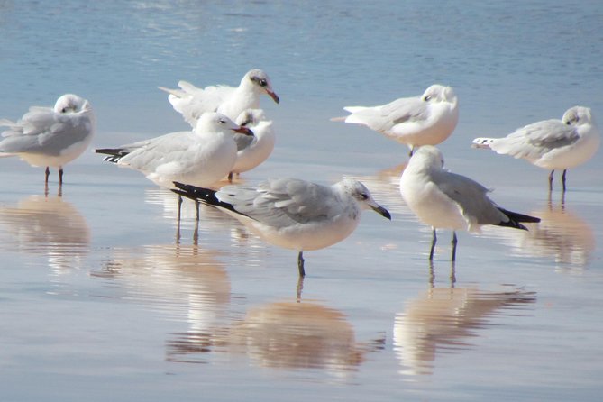 Half-day birdwatching around Tavira - Price and value: what $120.48 buys in a half-day birding session