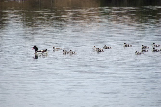 Half-day birdwatching around Tavira - Weather and flexibility: the realistic side of birding