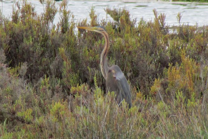 Half-day birdwatching at the Abicada marshed - The 7:00 am start in Lagos, and why your timing matters