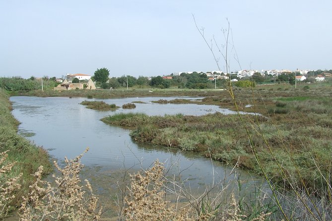 Half-day birdwatching at the Abicada marshed - Alvor Boardwalk lagoon walk: what you’re really doing out there