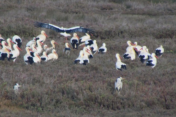 Half-day birdwatching at the Abicada marshed - Weather rules, cancellation flexibility, and planning smart