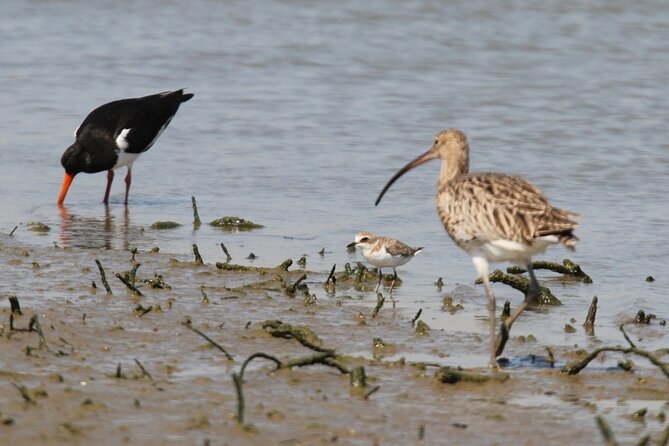 Half Day Walking Tour in Ria Formosa Nature Park - Quinta de Marim HQ: the short drive that sets the tone