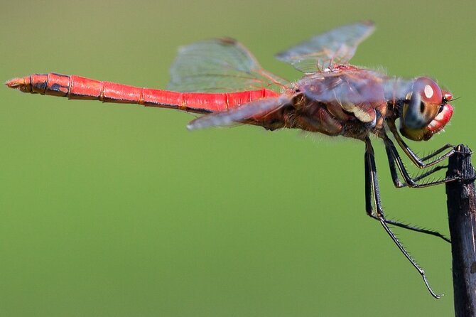 Half Day Walking Tour in Ria Formosa Nature Park - Who this tour fits best (and who should think twice)