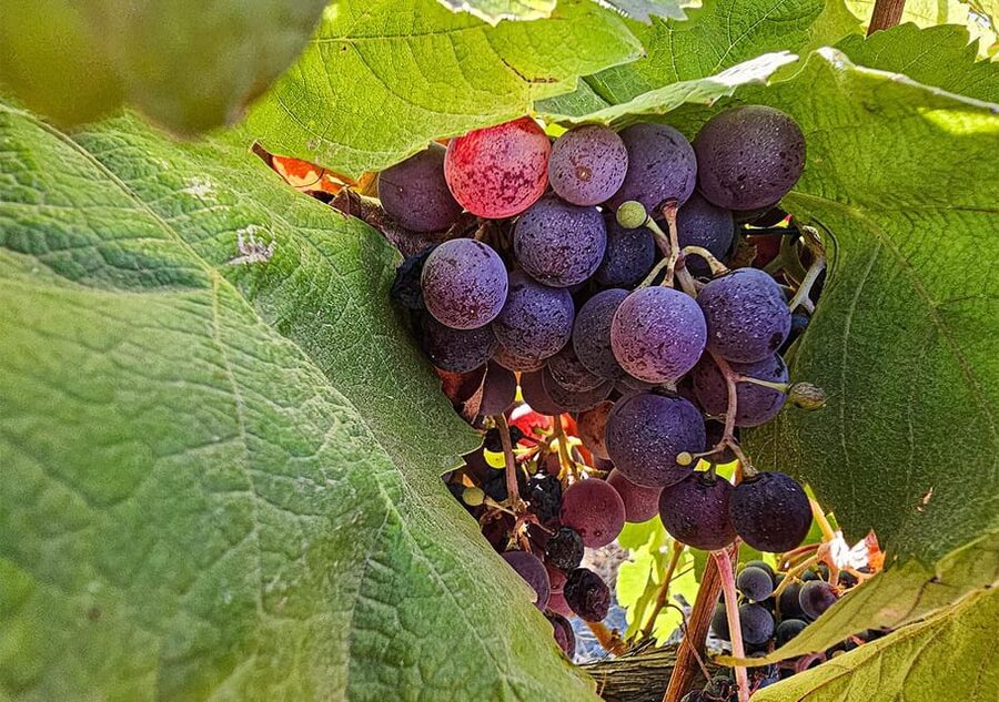 Historic centre & Wine tasting - Price and value: what $99 actually buys you