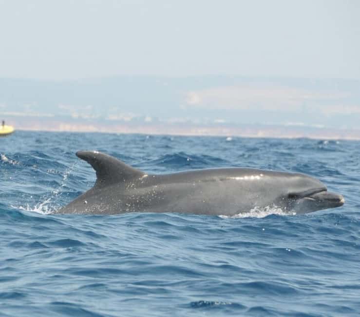 Jeep Safari & Benagil Boat Tour - Albufeira Marina Break: Lunch Time Without the Tour Pressure