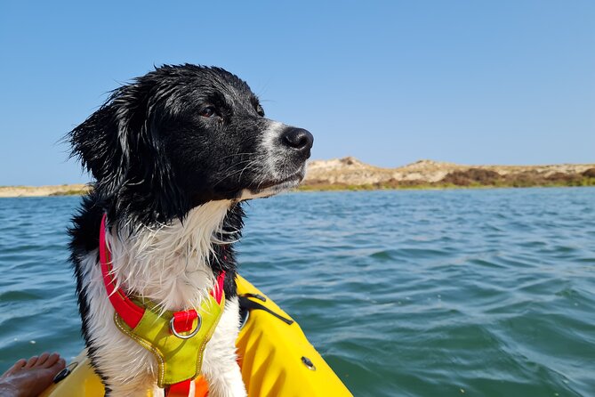 Kayak Rental in Praia dos Cavacos - Gear, sit-on kayaks, and what you should pack