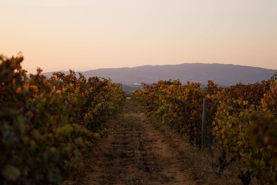 Lagoa: 2.5-Hour Vineyard Dinner with Winetasting - The Vine Walk: Tour Stories, Terroir, and Negra Mole