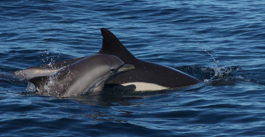 Lagoa: Dolphin Watching & Benagil Tour with Biologist Guide - Key things to know before you go