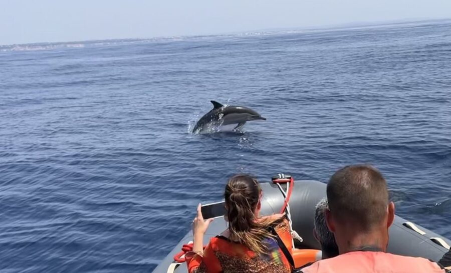 Lagoa: Dolphin Watching & Benagil Tour with Biologist Guide - Who this tour is best for (and who should skip it)