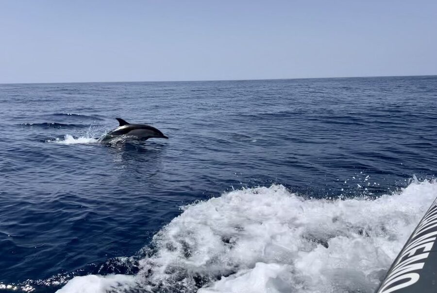 Lagoa: Dolphin Watching & Benagil Tour with Biologist Guide - Why this Lagoa dolphin watching plus Benagil Cave pairing makes sense
